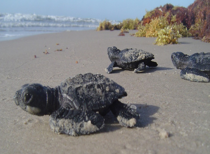 Baby turtles hatching